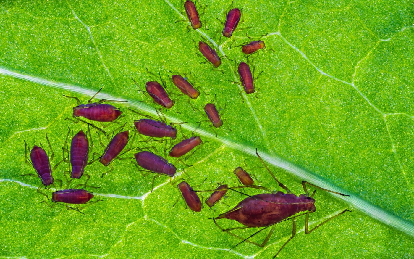 Aphid family on a green leaf